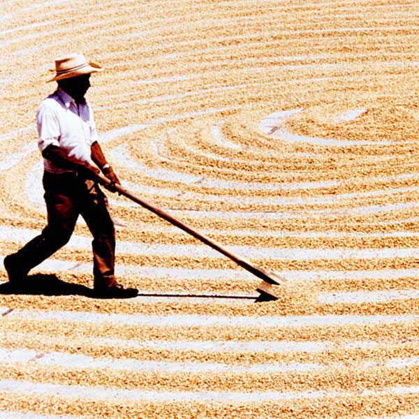 lavorazione caffè