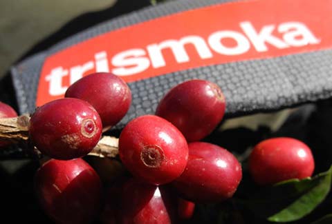 selezione caffè Arabica e Robusta Trismoka